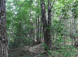 5.49+/-acres Unrestricted, Electric and Water Available