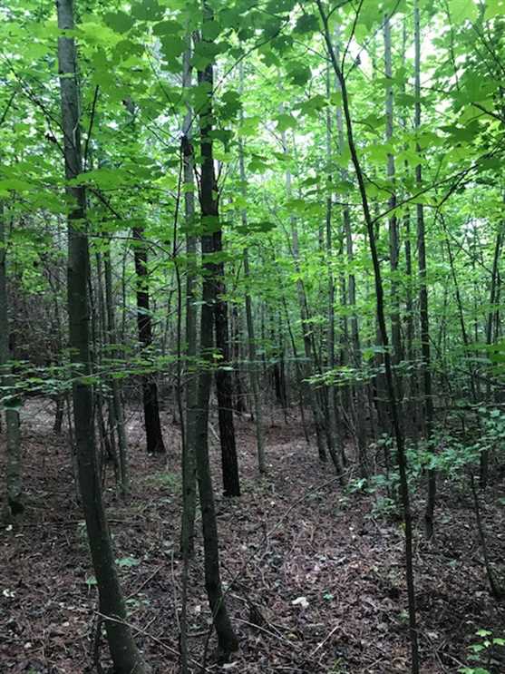 5.29+/acres Unrestricted with Electric and Water Available at the