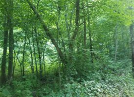 9.11+/-acres Unrestricted wooded property for only $19,000