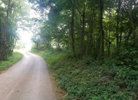9.11+/-acres Unrestricted wooded property for only $19,000