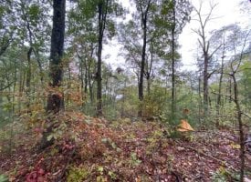 367.46+/-acres surrounded by over 13,000 acres of the Cherokee National Forest.