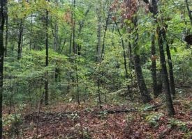 367.46+/-acres surrounded by over 13,000 acres of the Cherokee National Forest.