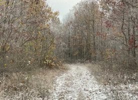 104.55+/-acres unrestricted wooded property