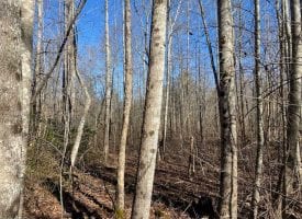39+/-acres unrestricted usable property