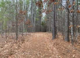 31+/-acres flat to rolling with a mixture of pines and hardwood.