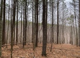 31+/-acres flat to rolling with a mixture of pines and hardwood.