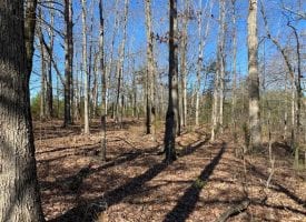 1.00+/-acre unrestricted wooded property