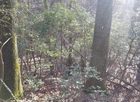 10.4+/-acres nice wooded tract with Creek