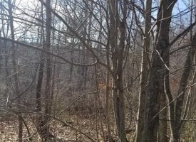 10.4+/-acres nice wooded tract with Creek