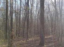 9.93+/-acres Beautiful lakefront property . Very private and secluded.