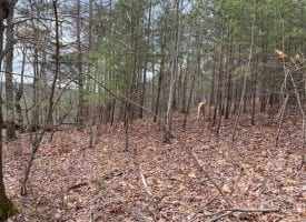 5+/-acres of beautiful mountain property with amazing views of the Tennessee mountains
