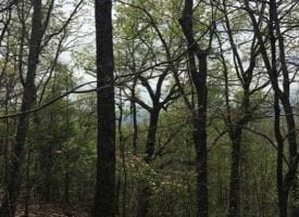 3.5+/-acres Beautiful Wooded Bluff property with a view overlooking Sweetens Cove