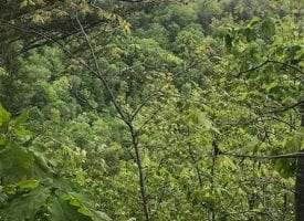 13.8+/-acres wooded tract with views of the mountains.
