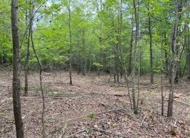 5.03+/-acres wooded property located on the Cumberland Plateau.