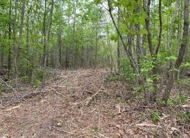5.03+/-acres wooded property located on the Cumberland Plateau.