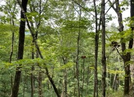 5.16+/-acres beautiful wooded bluff property