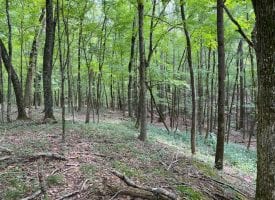 5.16+/-acres beautiful wooded bluff property