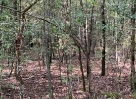 5.04+/-acres Unrestricted Wooded property with year round creek that has electricity at the road