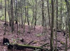 5.10+/-acres Unrestricted Wooded property with year round creek that has electricity at the road.