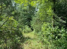 5.10+/-acres Unrestricted Wooded property with year round creek that has electricity at the road.