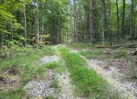 200+/-acres of prime deer hunting property recently cleared and ready for multiple food plots