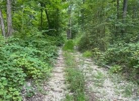 200+/-acres of prime deer hunting property recently cleared and ready for multiple food plots