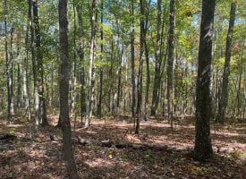149+/-acres with approximately 3400 feet of bluff frontage overlooking the Sequatchie Cove wilderness area