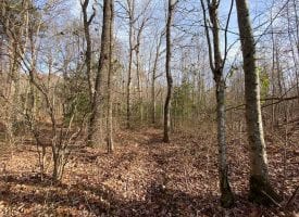 63+/- acres of off the Grid Hunting property