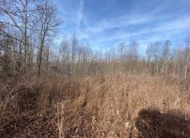 63+/- acres perfect for Hunting or to park a camper and enjoy the nature surrounding you.