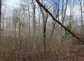 : 6.60+/-acres Unrestricted Wooded property