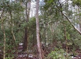 5.34+/-acres Unrestricted Wooded property with year round creek.