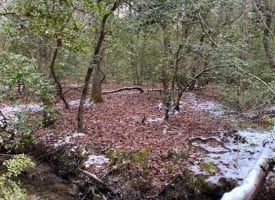 5.00+/-acres Unrestricted Wooded property with year round creek.