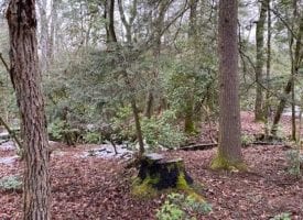 13.55+/-acres Unrestricted Wooded property with year round creek