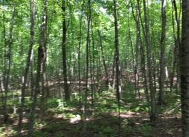 43.95+/- of beautiful all usable wooded acres. This property has nice large mature timber.