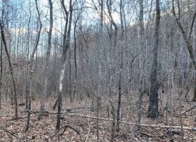 5.71+/-acres wooded property located on the Cumberland Plateau