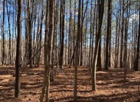 5.42+/-acres wooded property located on the Cumberland Plateau.