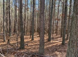 5.36+/-acres Wooded property Near The Ridges at Franklin Forest