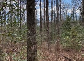 11+/-acres Unrestricted Wooded property with year round creek.