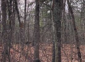 10+/-acres Unrestricted wooded property.