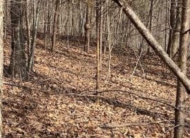 5+/-acres Unrestricted wooded property.