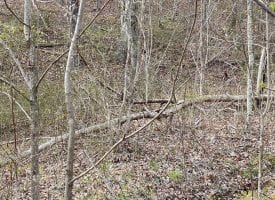 6.00+/-acres wooded property with views of the Sequatchie Valley.
