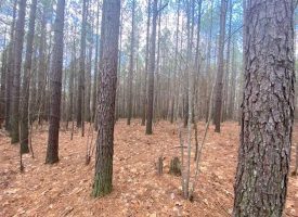 SOLD!! 5.00+/-acres wooded lot with nice home site.