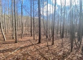 SOLD!! 5.00+/-acres wooded lot with nice home site.
