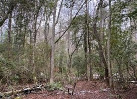 19.50+/-acres Unrestricted Wooded property with year round creek. Located on top of the Cumberland Plateau.