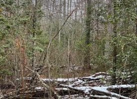19.50+/-acres Unrestricted Wooded property with year round creek. Located on top of the Cumberland Plateau.