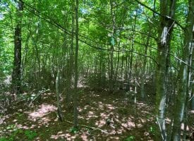 12.61+/-acres wooded property located on the Cumberland Plateau.