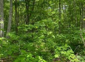 SOLD!! 10.51+/-acres Beautiful wooded Lake property located in the reputable Blueberry Bluffs