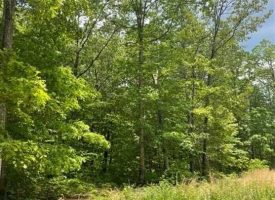 5.04+/-acres Beautiful wooded property located in the reputable Blueberry Bluffs