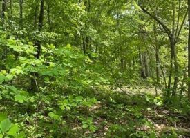 4.00+/-acres Beautiful wooded property with small pond located in the reputable Blueberry Bluffs.