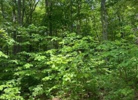5.00+/-acres Beautiful wooded property lwith small pond located in the reputable Blueberry Bluffs.